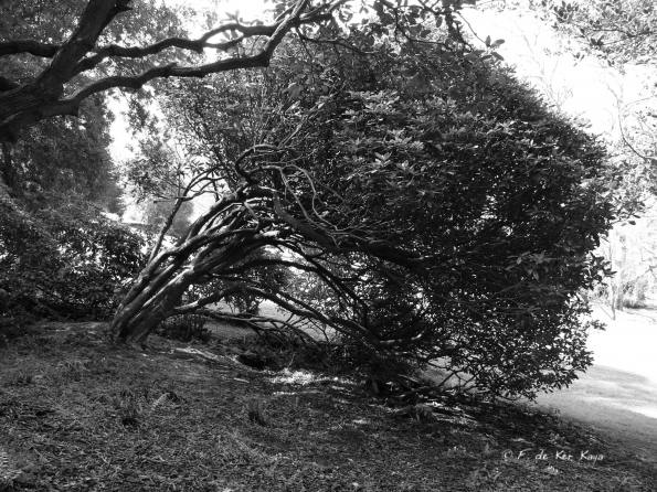 Bois des Moutiers (11) Avril 2012